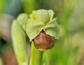 Ophrys bombyliflora